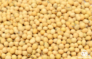 hạt đậu nành-9 loại hạt ngũ cốc cực tốt